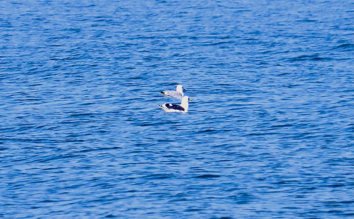 Great Black-backed Gull - ML615609174