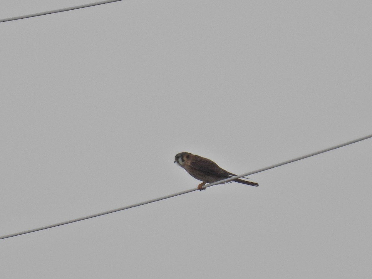 American Kestrel - Paul & Koni Fank