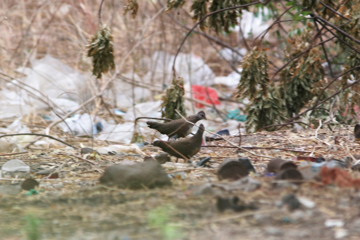 Stone Partridge - ML615609324