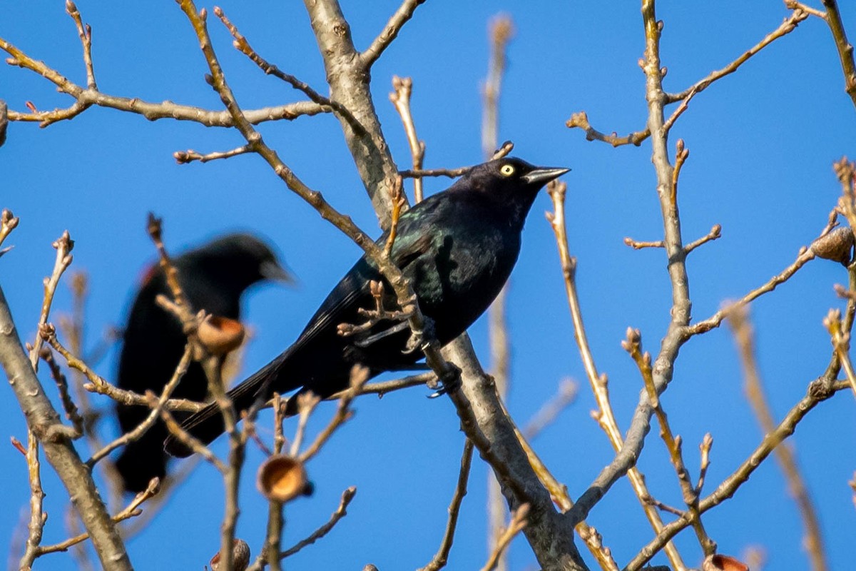 Brewer's Blackbird - ML615609352