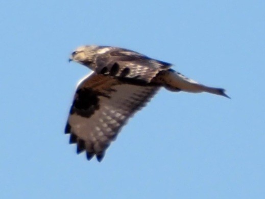 Rough-legged Hawk - ML615609373