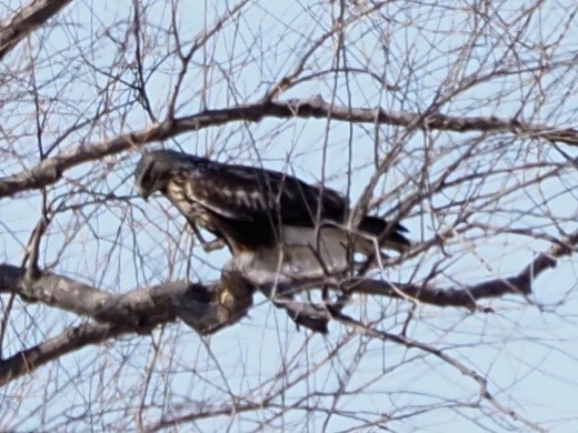 Rough-legged Hawk - ML615609377