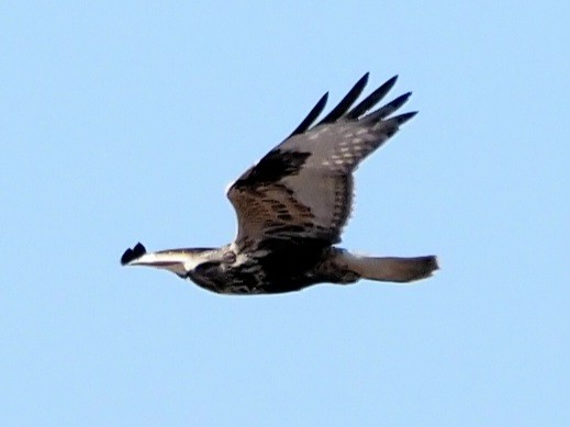 Rough-legged Hawk - ML615609378