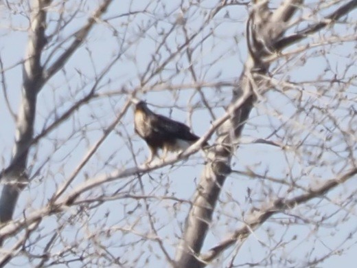 Rough-legged Hawk - ML615609379