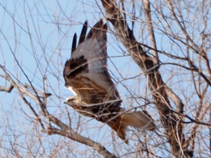 Raufußbussard - ML615609380