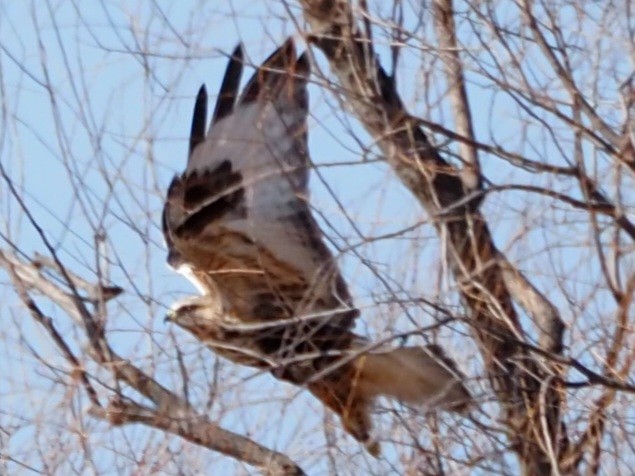 Raufußbussard - ML615609381