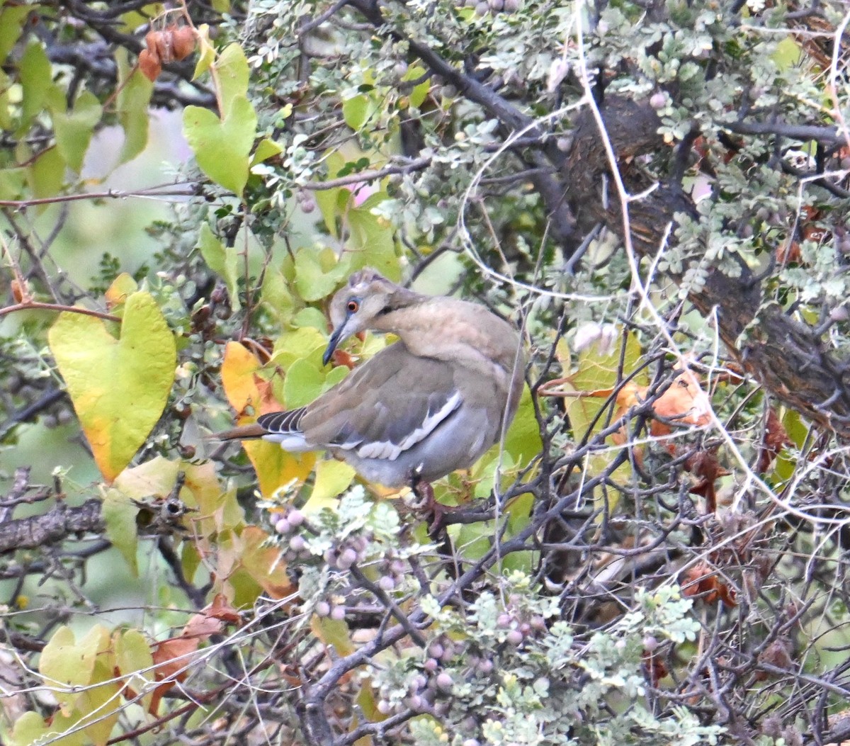 White-winged Dove - ML615609393