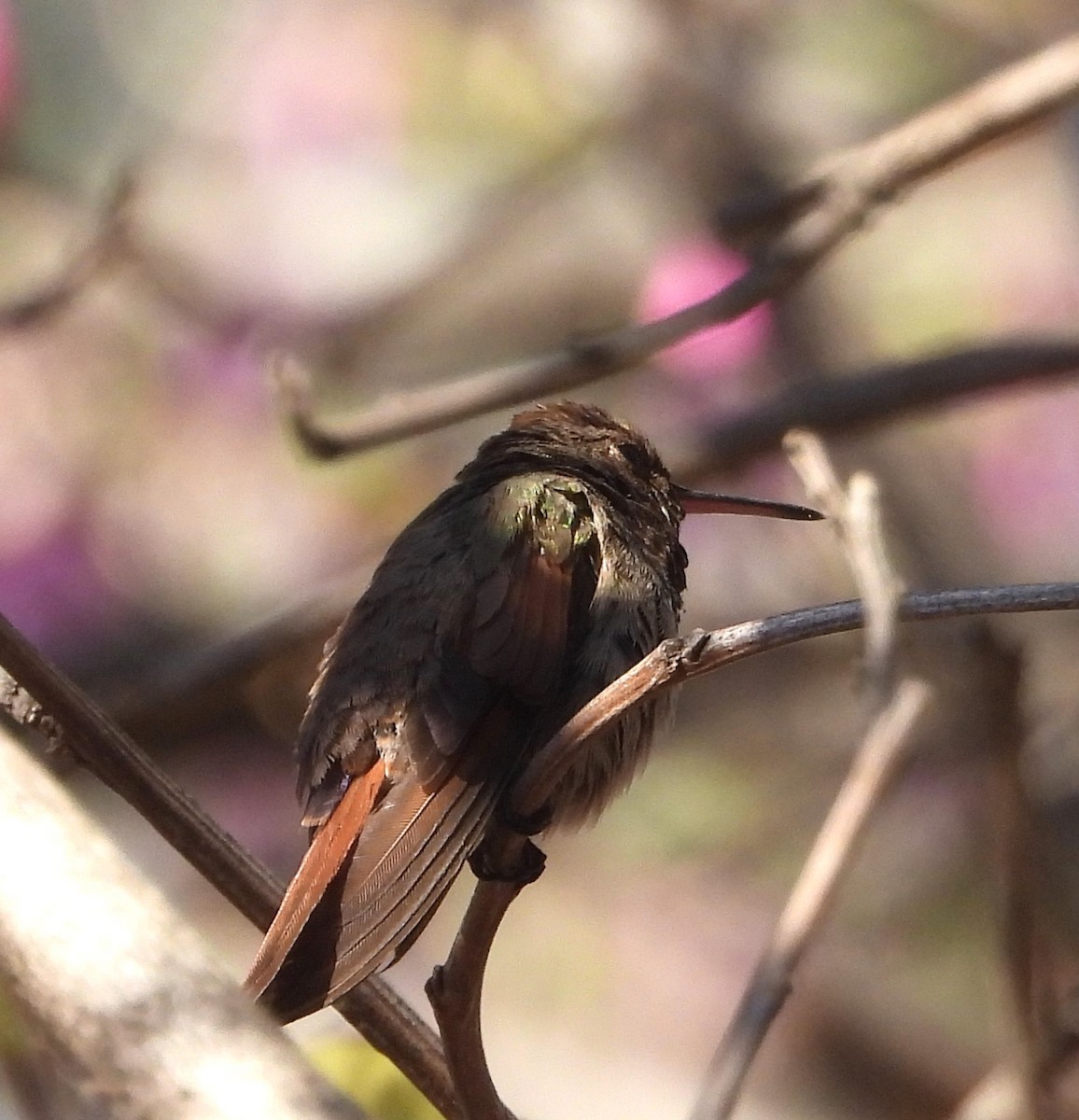 kolibřík ryšavý - ML615609401