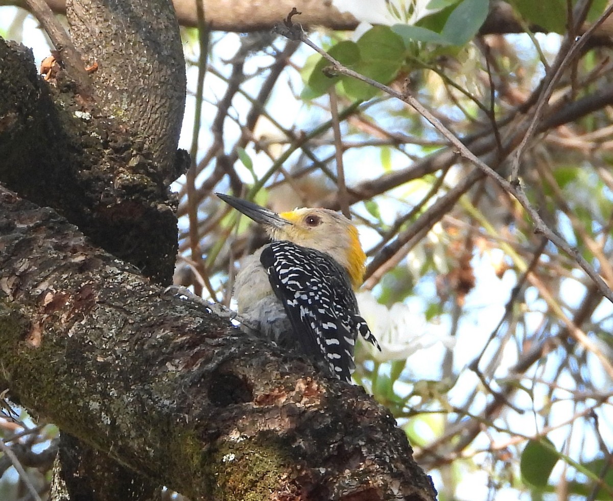 Golden-fronted Woodpecker - ML615609419