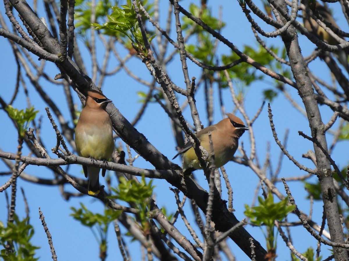 Cedar Waxwing - ML615609443