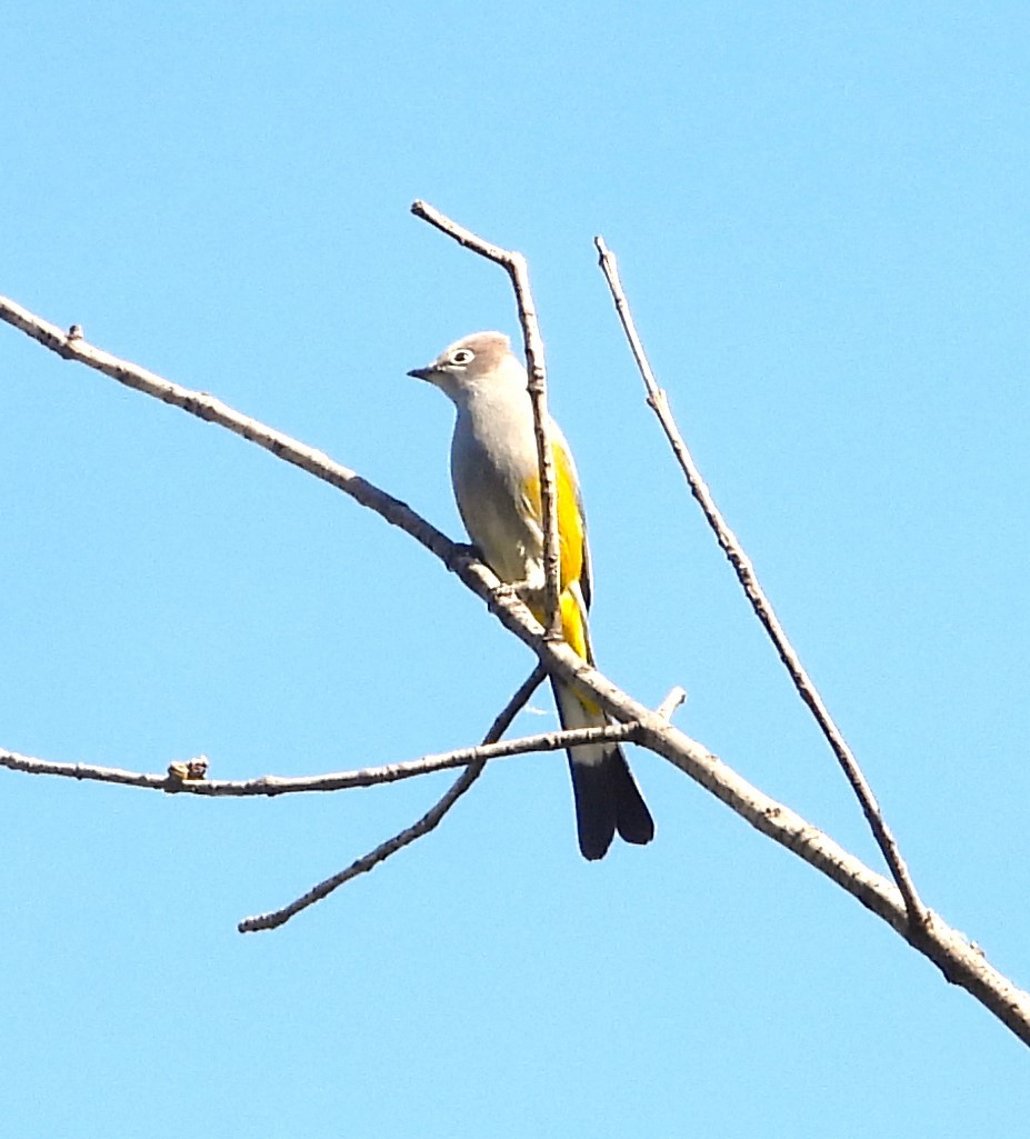 Gray Silky-flycatcher - ML615609453