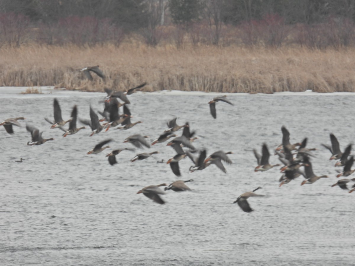 Greater White-fronted Goose - Paul & Koni Fank