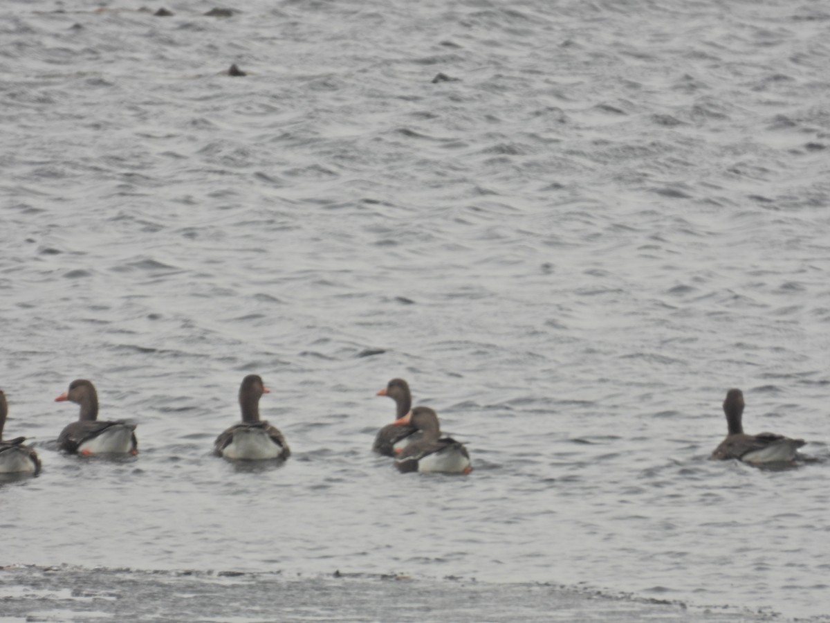 Greater White-fronted Goose - Paul & Koni Fank