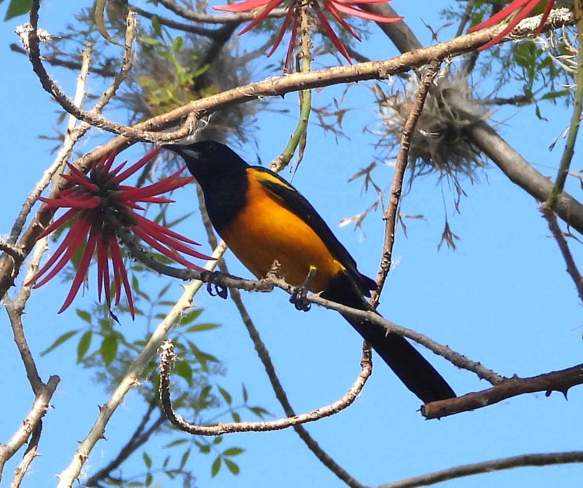 Black-vented Oriole - Guadalupe Esquivel Uribe