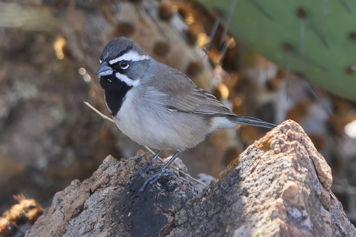 Black-throated Sparrow - ML615609461