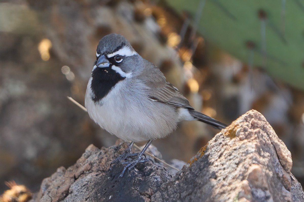 Black-throated Sparrow - ML615609463