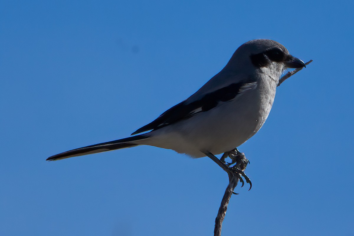 Loggerhead Shrike - ML615609478