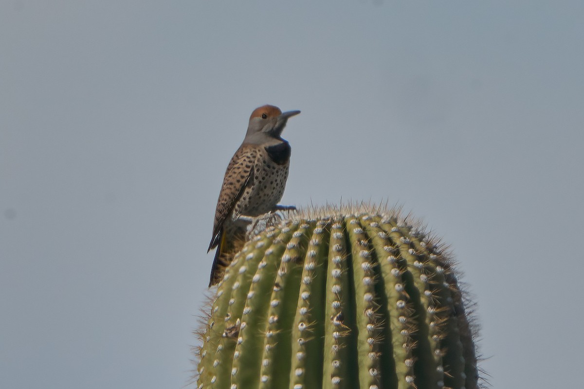 Gilded Flicker - ML615609490