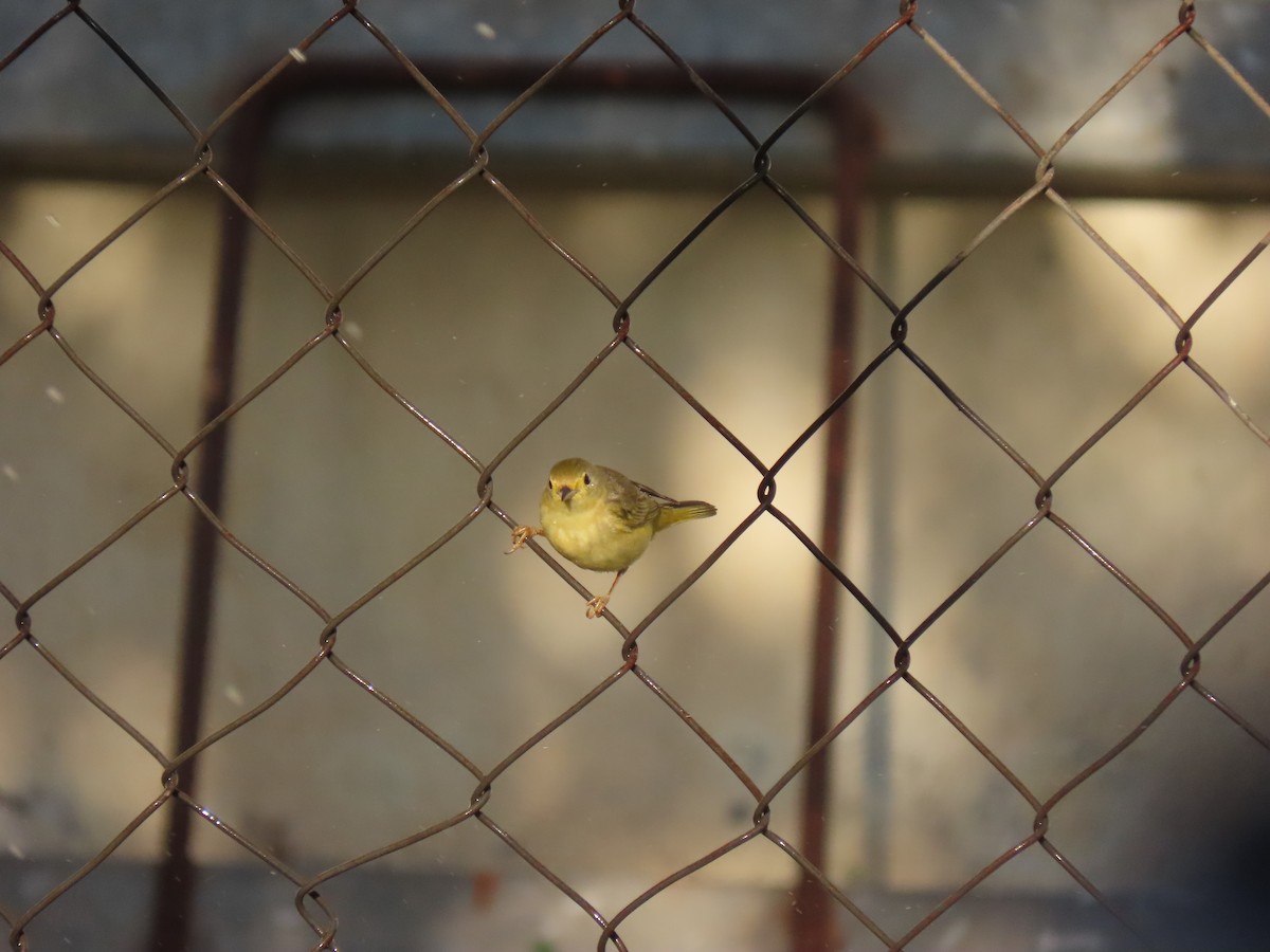 Yellow Warbler (Northern) - ML615609496