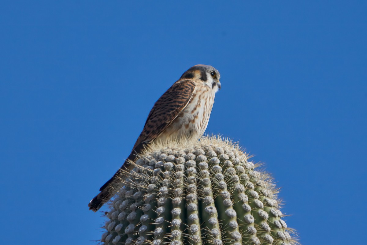 American Kestrel - ML615609497