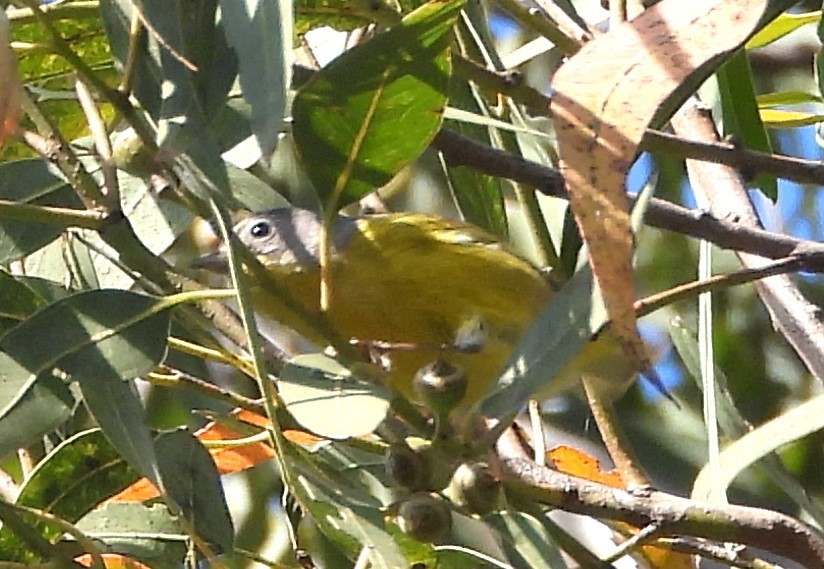 Nashville Warbler - ML615609500