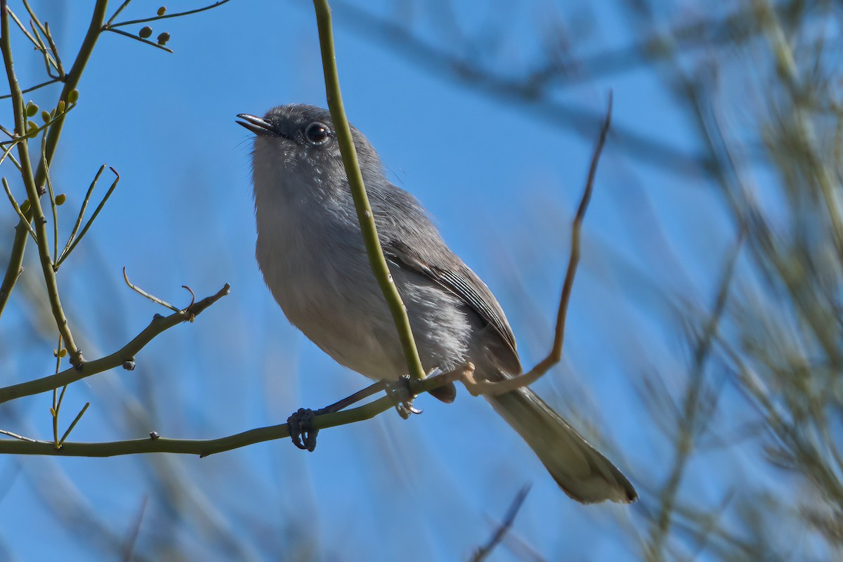 Black-tailed Gnatcatcher - ML615609502