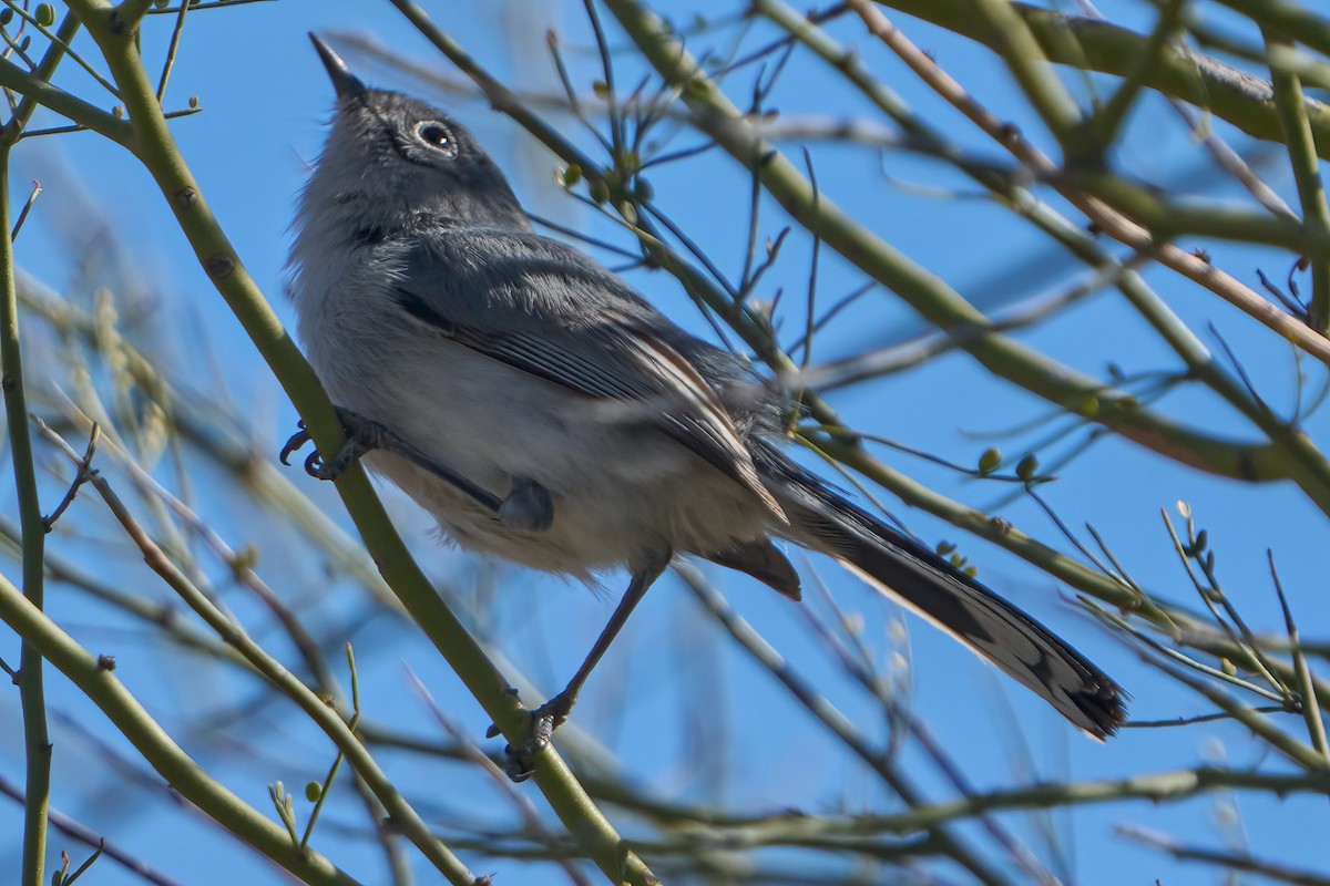 Black-tailed Gnatcatcher - ML615609503