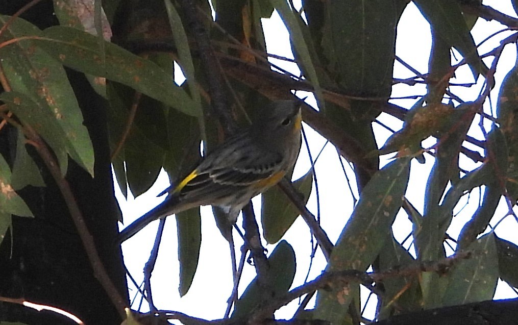 Yellow-rumped Warbler - ML615609516