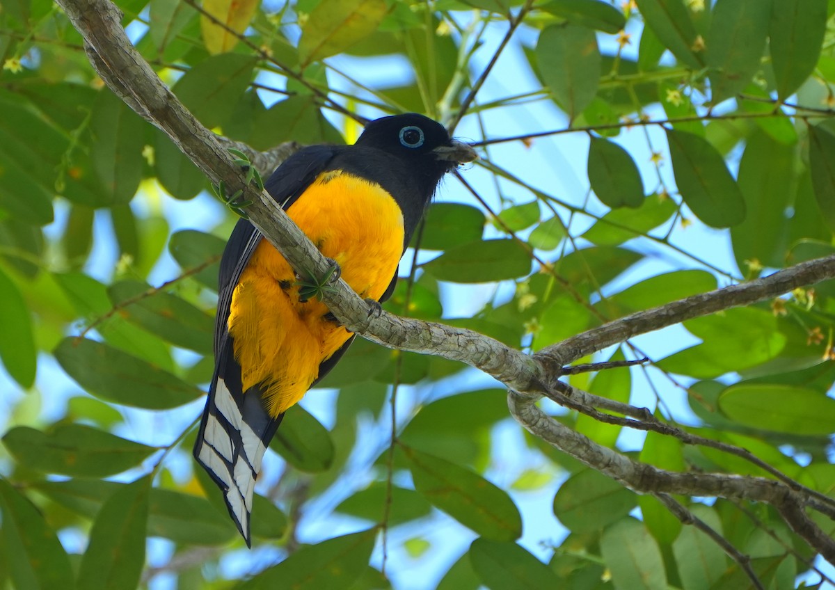 Black-headed Trogon - ML615609538