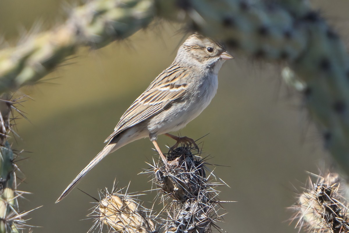 Brewer's Sparrow - Hunter Book