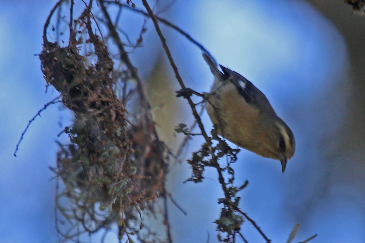 Cinereous Conebill - Joan and/or George Sims