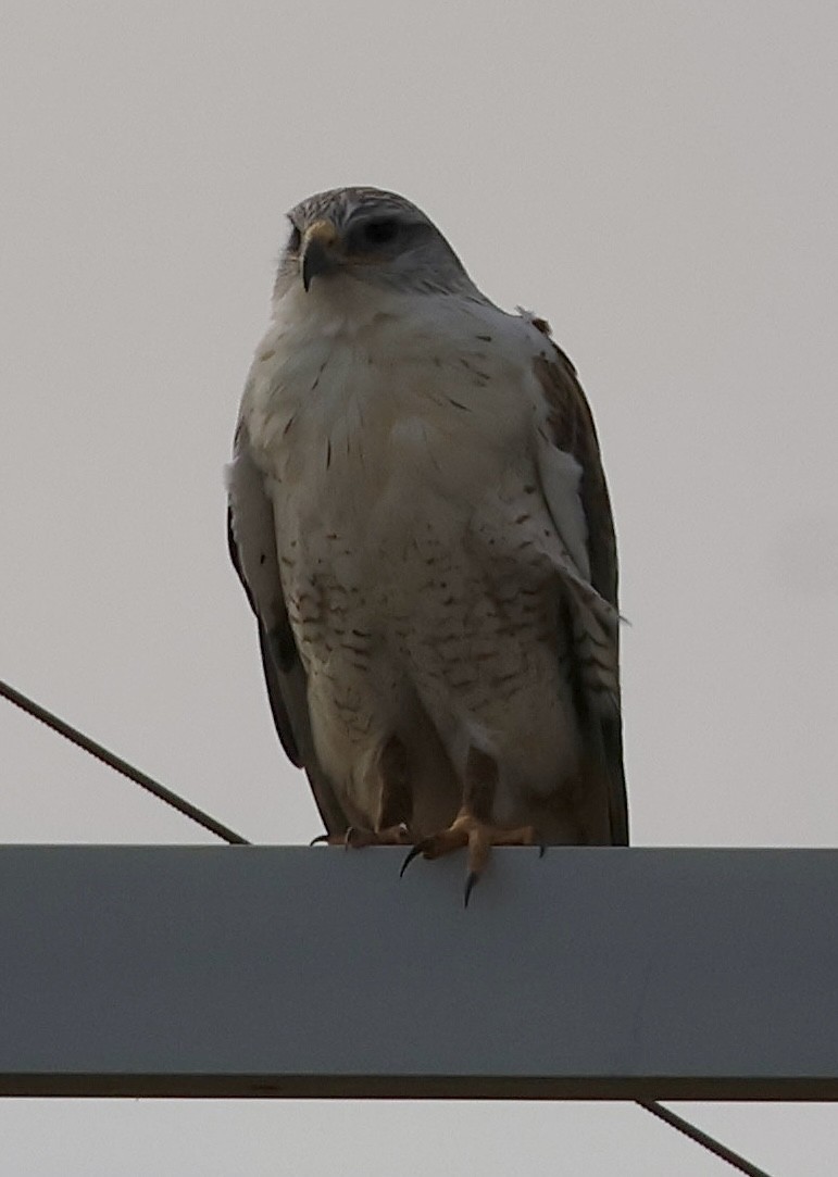 Ferruginous Hawk - Willie Sekula