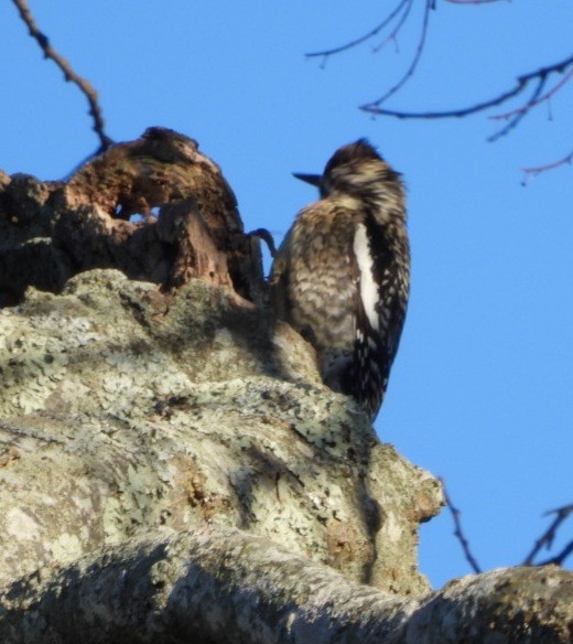 Yellow-bellied Sapsucker - ML615609711