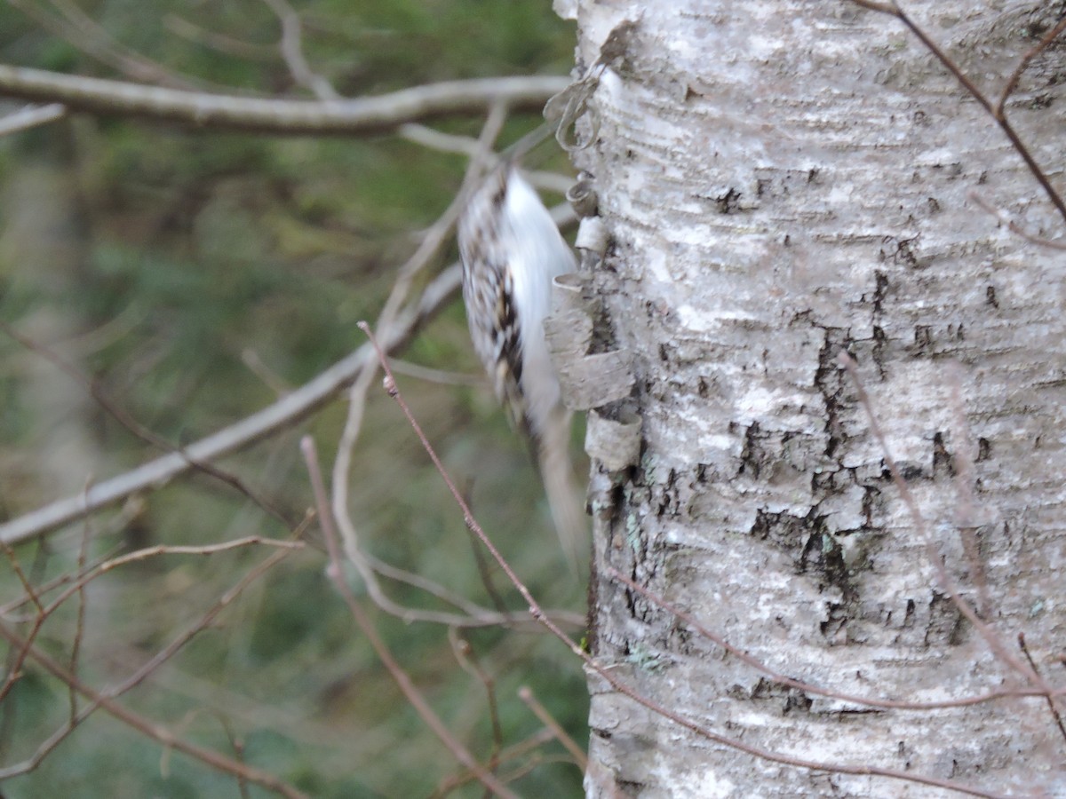 Brown Creeper - ML615609770