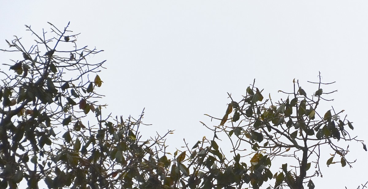 Thick-billed Green-Pigeon - Laurel Parshall