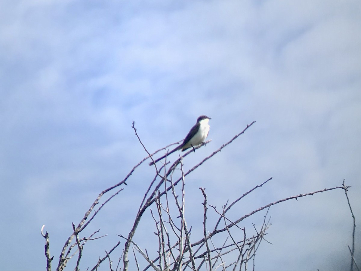 Fork-tailed Flycatcher - ML615609793