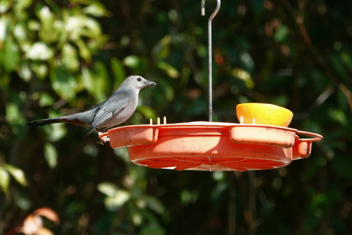 Gray Catbird - ML615609847