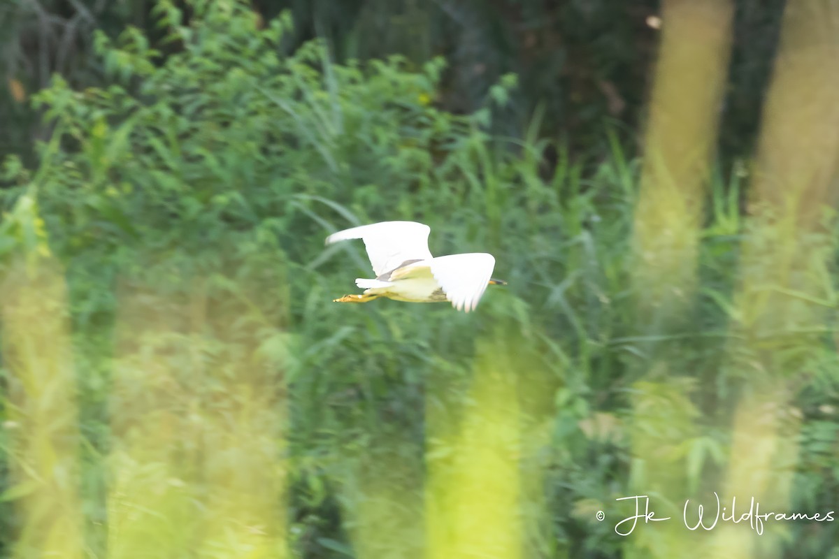 Chinese Pond-Heron - JK Malkoha