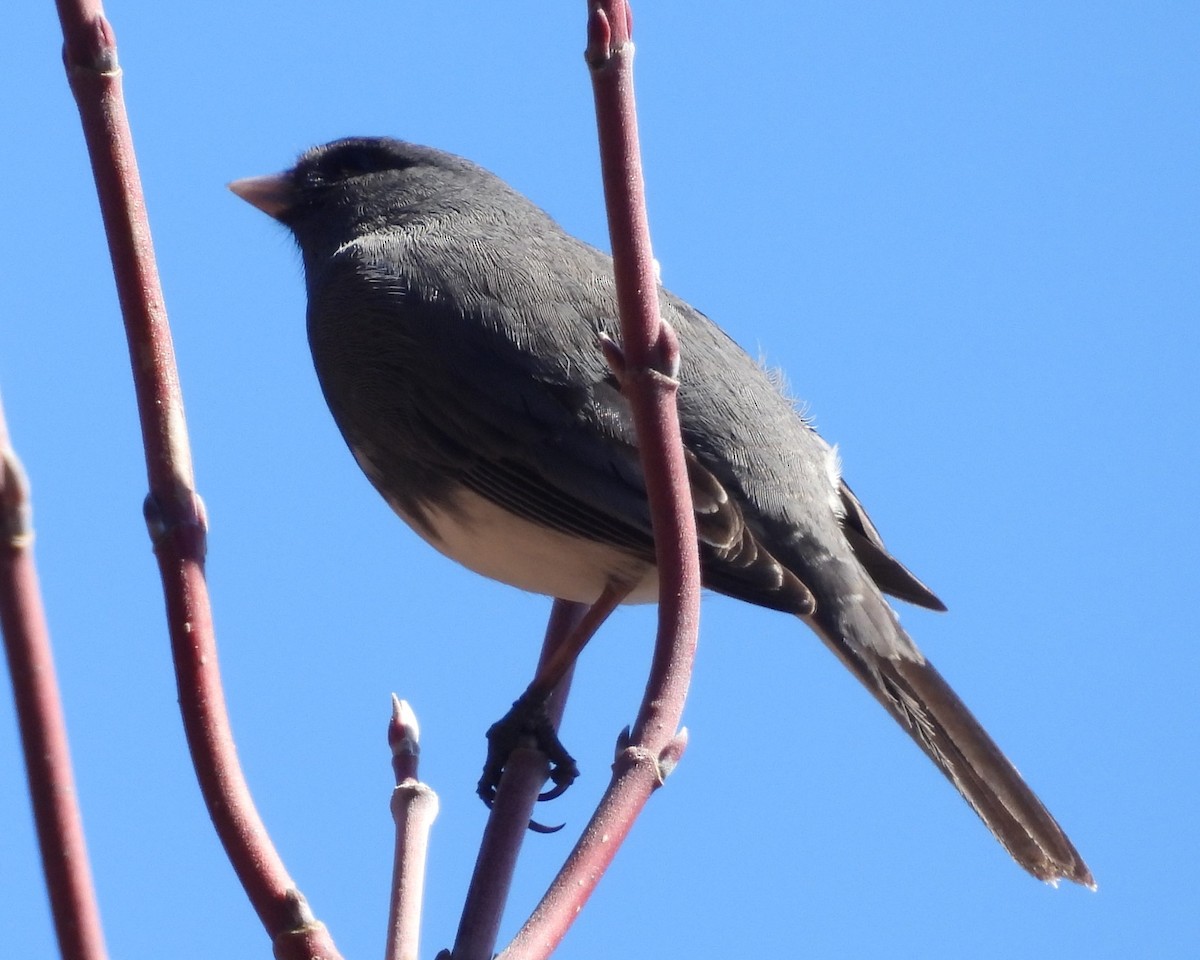 Junco ardoisé - ML615609870