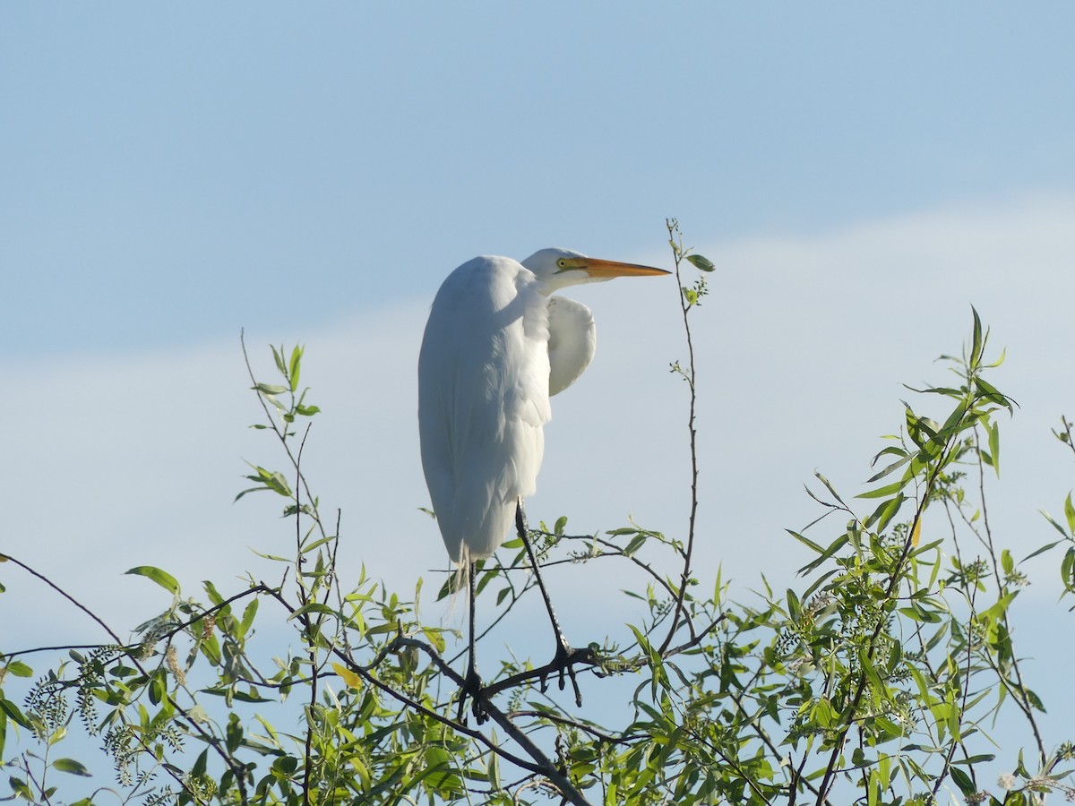 Great Egret - ML615609877