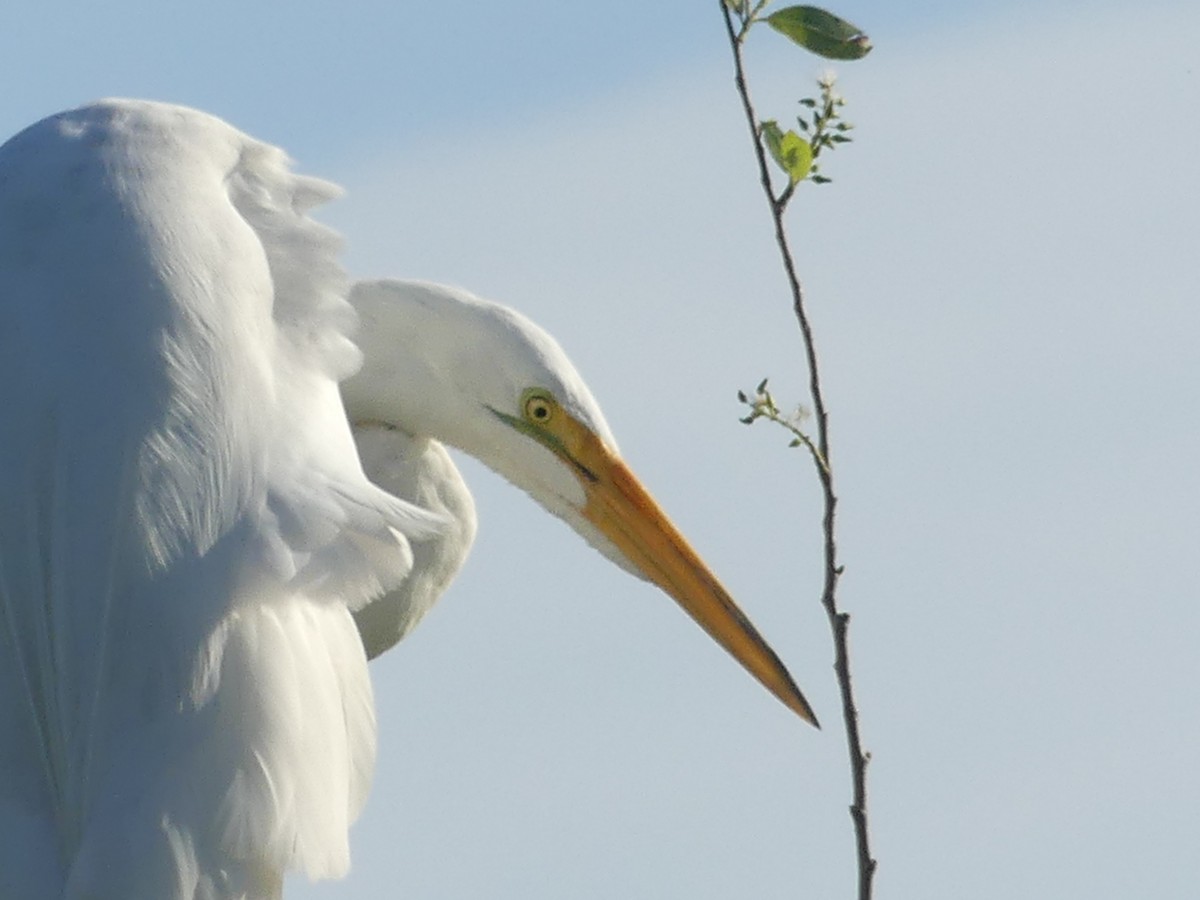 Great Egret - ML615609904