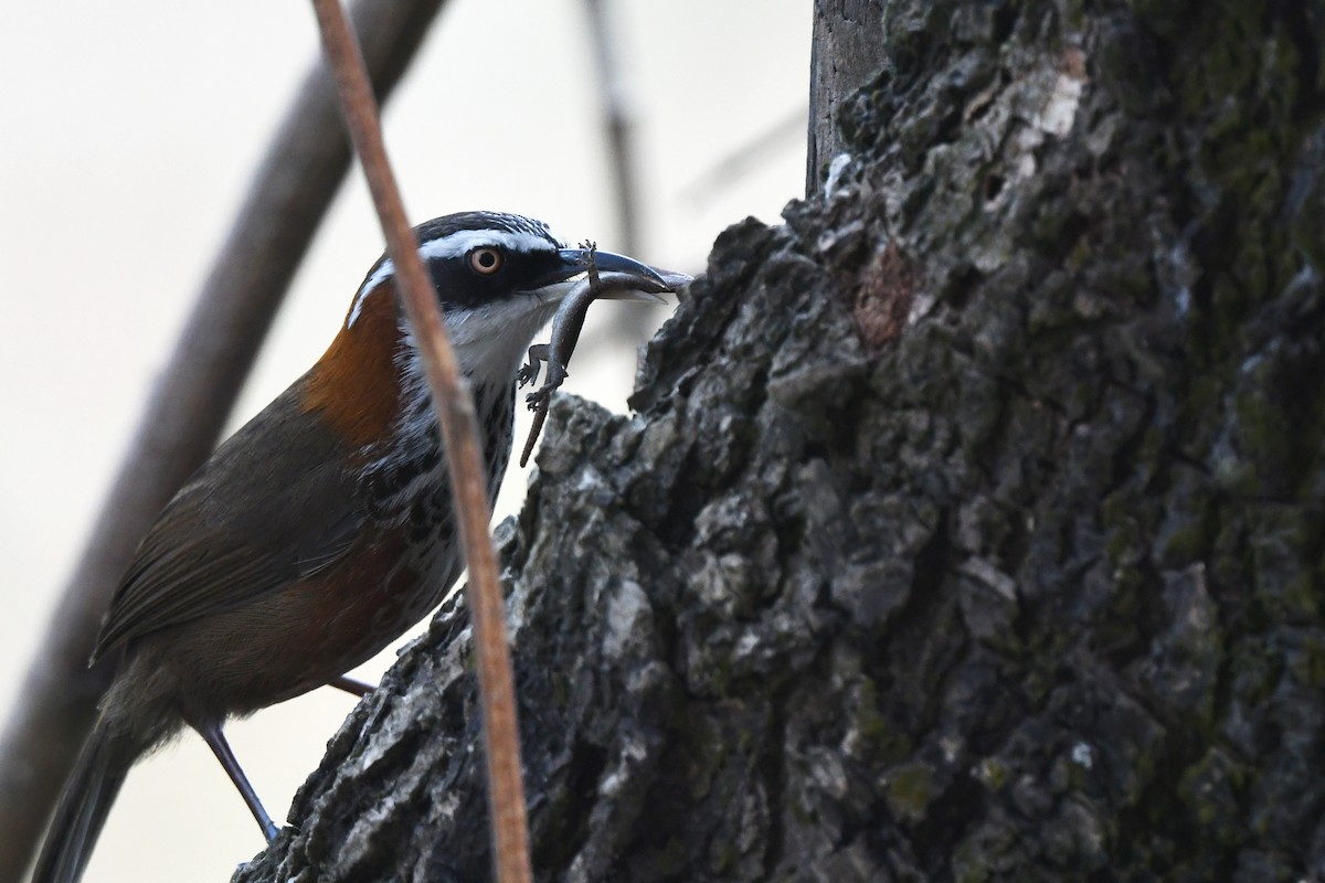 Taiwan Scimitar-Babbler - ML615609910