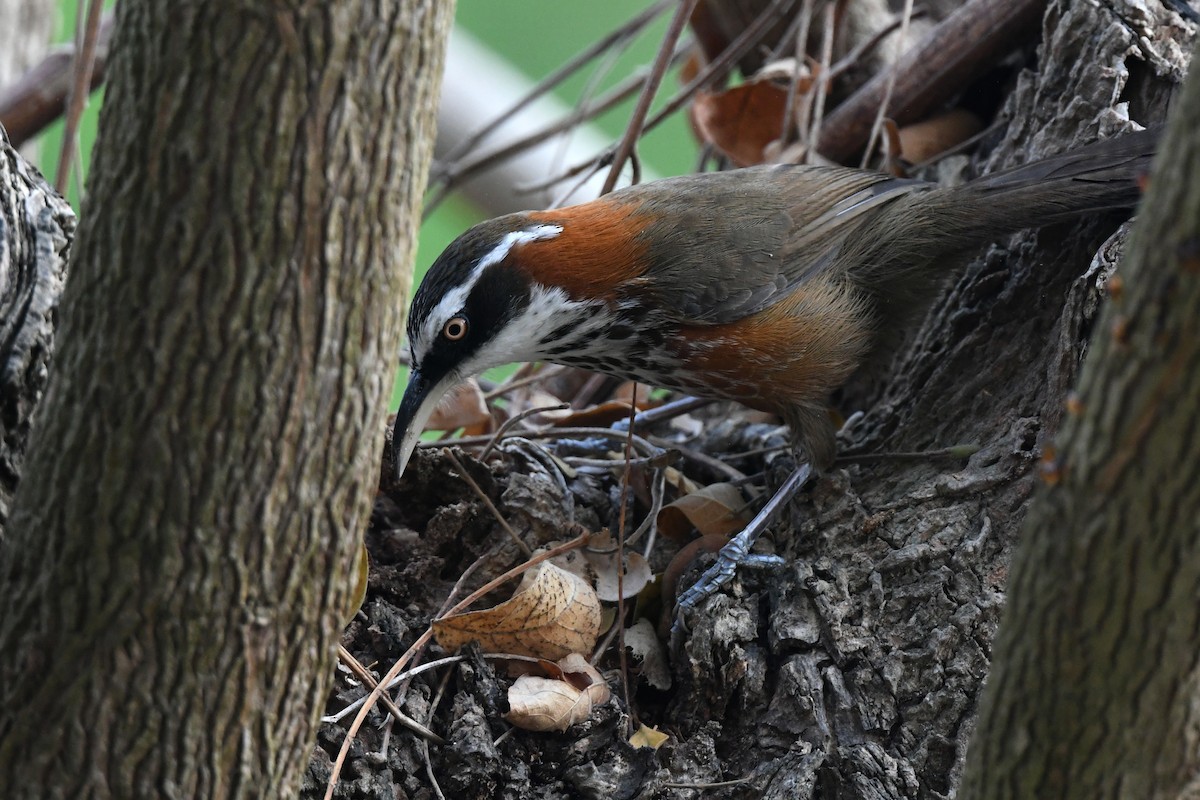 Taiwan Scimitar-Babbler - ML615609914