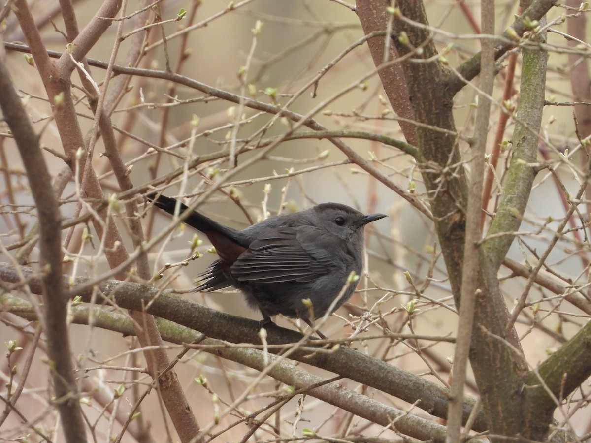 Gray Catbird - ML615609958