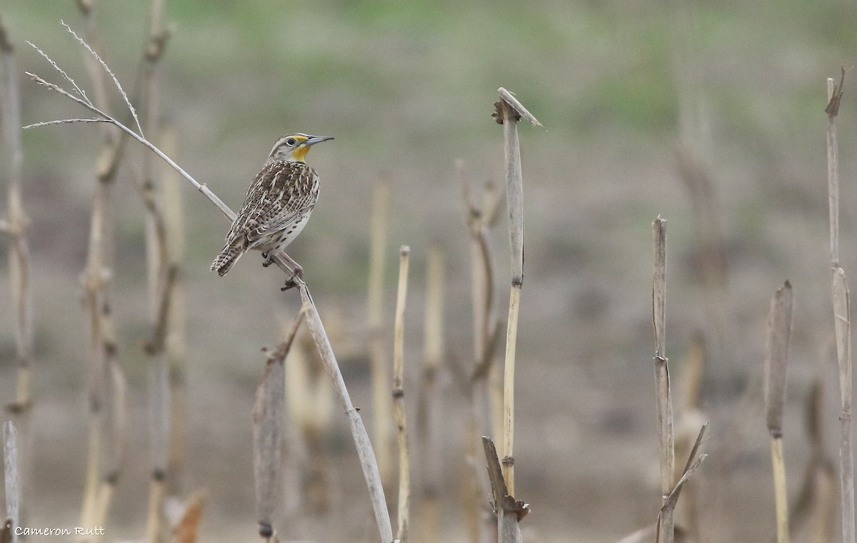 Western Meadowlark - ML615610005