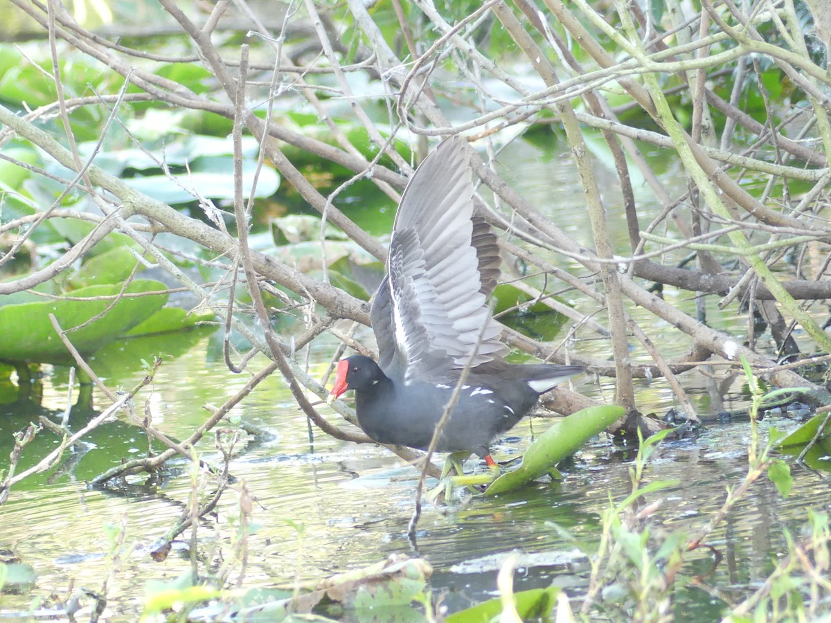 Common Gallinule - Betty Holcomb