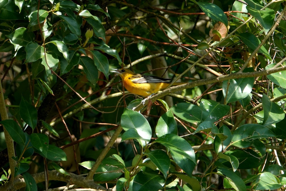 Baltimore Oriole - ML615610043