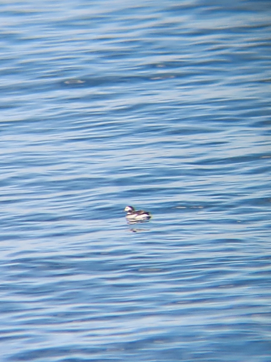 Long-tailed Duck - ML615610070