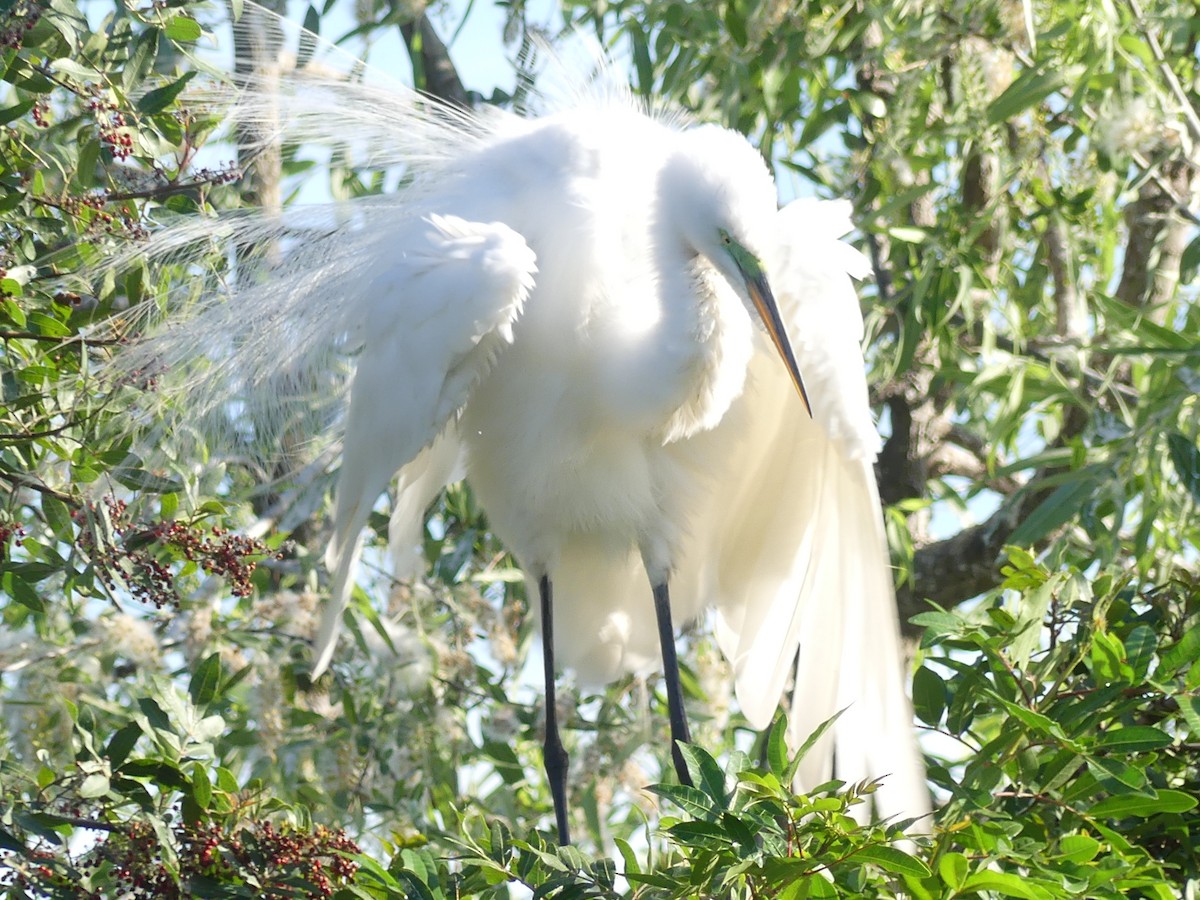 Great Egret - ML615610071