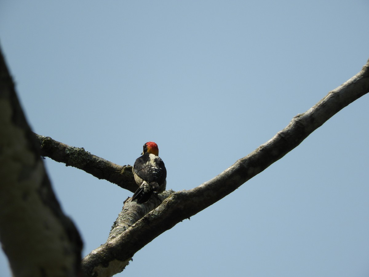 Beautiful Woodpecker - ML615610096